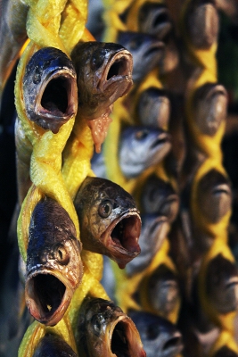 Fish Choir